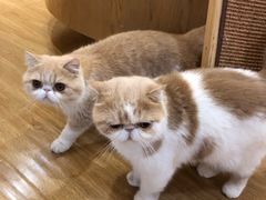 -滚猫咖啡·猫咖·猫友好撸猫(未来城店)