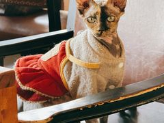 -猫小院猫主题餐厅(南锣旗舰店)