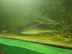 -东方巨龟苑景区