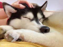 -Husky Go! 哈士奇体验馆·宠物咖啡厅狗咖