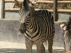 -泉州海丝野生动物世界