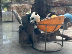 -石家庄市动物园