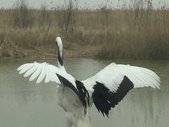 -盐城丹顶鹤湿地生态旅游区