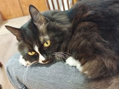 -有猫主题·治愈系猫咖(曾厝垵店)