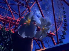 -芽庄珍珠岛游乐园