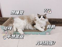 -艾贝尔宠物医院 ·内科全科(梁溪路店)