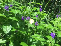 -龙坑生态保护区