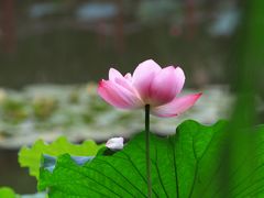 -陈家山荷花公园