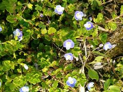 小野花-南京金牛湖风景区