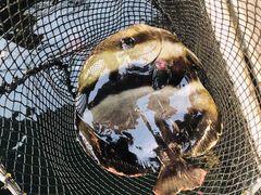 -蓝湾碧波·老字号·疍家非遗海上餐厅
