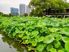 -海底捞火锅(青悦城店)