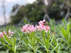 -玫瑰海岸文化旅游度假区