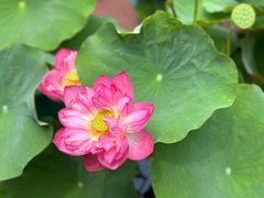 -莲花池公园