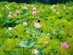 -上海辰山植物园