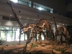 -自贡恐龙博物馆