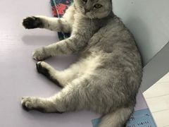 -喵的天空名猫咖啡馆·撸猫·猫舍·用品