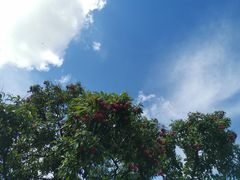 -大屏嶂森林公园