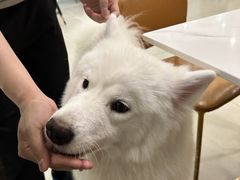-安格丽娜·狗咖·猫咖羊驼咖(春熙路百盛商场店)