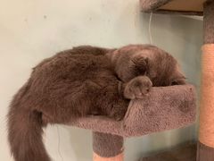 -猫小院猫主题餐厅(三里屯店)