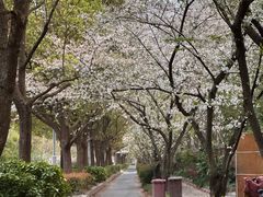 -新江湾城公园