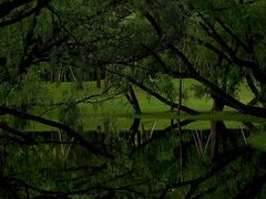 -上海共青森林公园