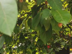 -洛阳周公庙博物馆