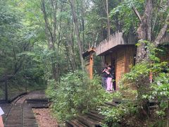 -五营红松林海景区