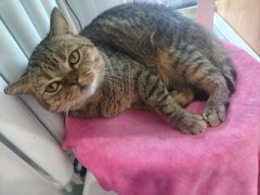 -纳吉亚猫专科动物医院博雅分院