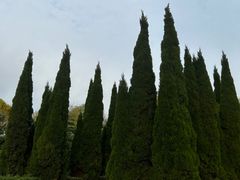 -洛阳市隋唐城遗址植物园