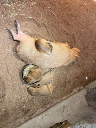 -Zoolung Zoolung动物主题公园(海信广场店)