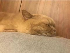 -东方名猫馆·英短金渐层布偶猫舍(环线广场1号楼店)