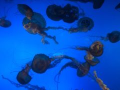 -太平洋海底世界