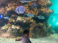 -沙沙哗啦海洋馆(华宇百花谷店)