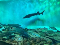 -太平洋海底世界