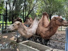 -长白岛森林公园