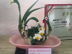-龙大花卉苗木市场