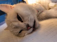 -伟伟宠物医院·瑞派猫友好医院·猫科(光谷店)