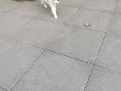 -颐和路民国时期公馆风貌区