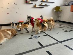 -汪说·狗咖(旺城大厦店)