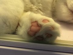 -喵的天空名猫咖啡馆·撸猫·猫舍·用品