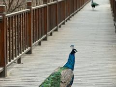 -北京麋鹿生态实验中心