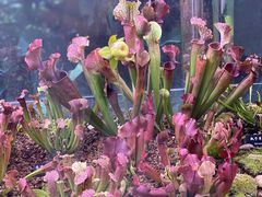 -中国科学院西双版纳热带植物园