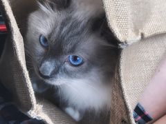 -Pets First伊珊娜洗护·精致美容·家庭式寄养(新会路店)