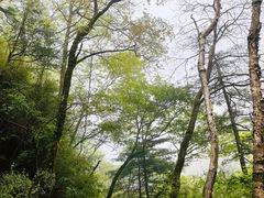 -青峰峡国家森林公园