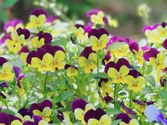 -郑州中国绿化博览园