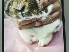 -北京观赏动物医院·24小时大型综合·猫专科·异宠专科