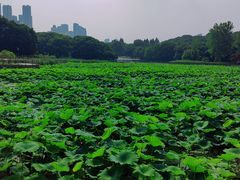 -月湖风景区