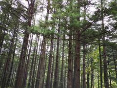 -洛阳白云山景区