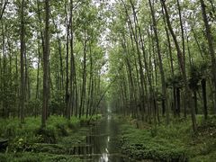 -合肥滨湖国家森林公园