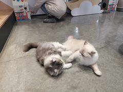 -瞄一喵猫咖(格力海岸店)
